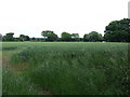 Barley Field