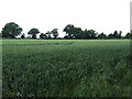 Barley field