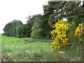 Gorse by the wood