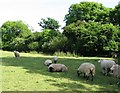 Sheep (and traffic cone) at Cudlic Farm