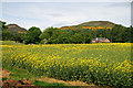 Oil seed rape field at Greenwells