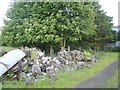 Chopped wood at West Muirhouses