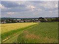 Wheat and barley, Maidenhead