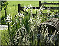 2008 : Iris at Overcourt Farm