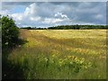 NY4260 : Barley field at Wall Dub by M J Richardson