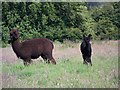 Alpaca family, Tollard Royal