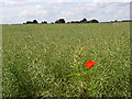 Oil-seed rape, Bisham