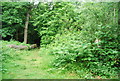 Footpath through the woods