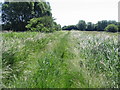 View along an overgrown track towards the Little Stour