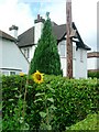 Sunflowers - Gerrards Cross