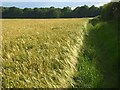 Barley, Cookham