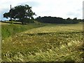 Farmland, Maidenhead