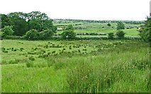 R2193 : Rushy Burren meadow by C Michael Hogan