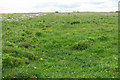 R2696 : Burren wildflower meadow by C Michael Hogan
