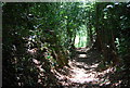 Footpath through the trees, Birchet Green