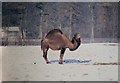 Bactrian Camel, Whipsnade