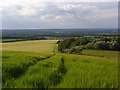 Barley, Wanborough