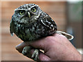TF3290 : A Little Owl at Brackenborough Hall by Peter Church