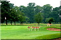 Deer on the 8th at Belton Park Golf Club in its Centenary Year