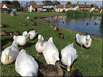 SP7408 : Haddenham Duck Pond by Neil Hoskins