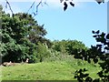 Foxes keep watch from Peckforton Hill