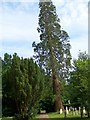 Wellingtonia (Sequoiadendron giganteum)