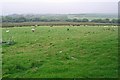 Sheep grazing in field