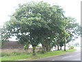 Wind-lashed tree in Airport Service road