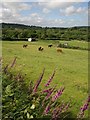 Horses at Southcott