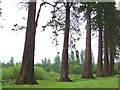 Giant Redwoods at Inchture