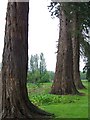 Inchture Redwoods