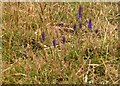 Rhwyddlwyn pigog / Spiked speedwell / Vernonica spikata