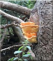 Cyw iar y coed / Chicken of the woods / Laetiporus sulphureus