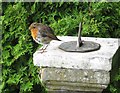 Robin on sundial