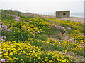 Flora & Pill Box on Chesil Beach