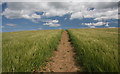 Path through the barley