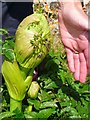 Giant Hogweed bud