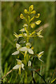 SU1163 : Lesser Butterfly Orchid (Platanthera bifolia) by Ian Capper
