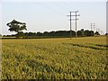 Wheat and power lines, Stoke Lyne