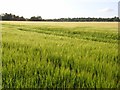 SU6274 : Barley, Tidmarsh by Andrew Smith