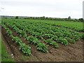 Field of spuds near Clough Mills