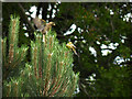 Two Greenfinches