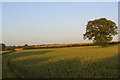 Farmland, Stoke Lyne