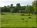 Pasture, Stoke Lyne