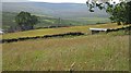 Hay meadow, Lanehead Farm