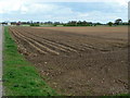 Newly planted potato field