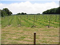 New vineyard opposite Chalksole Green Farm