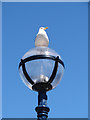 Gull at New Quay