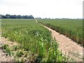 Footpath across field near Ellinge