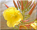 SD3116 : Evening primrose at Birkdale by Gary Rogers